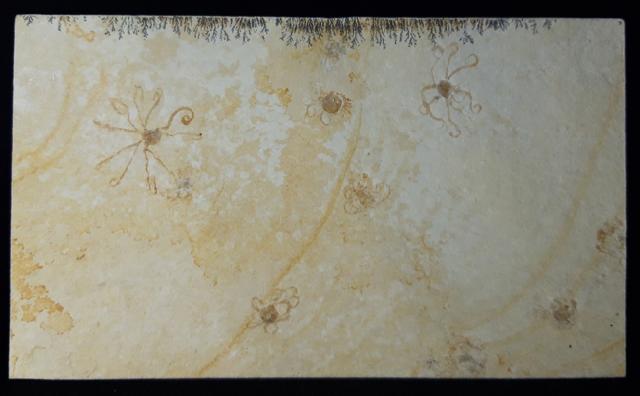 Saccocoma tenella (GOLDFUSS 1831) - Bild © FossNet FossilienStore
